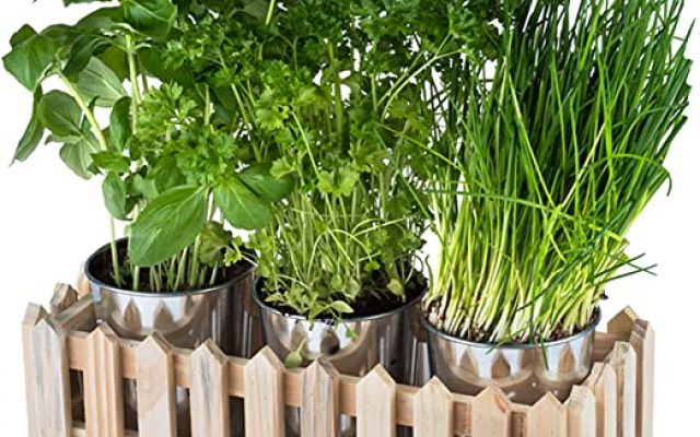 Ateliers juniors/seniors : Découvre les plantes aromatiques