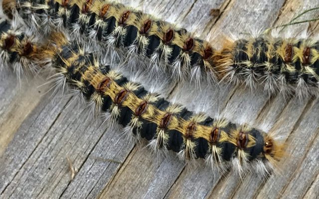 Lutte contre les chenilles processionnaires du pin et du chêne