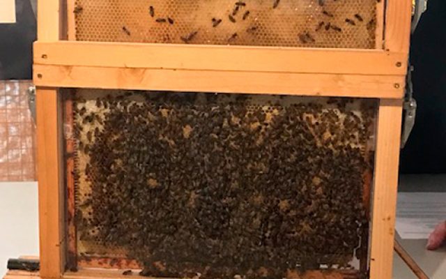 Ateliers juniors/seniors : Autour de la ruche