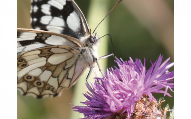 SORTIES NATURE : Les P’tits Curieux aux mares moussues