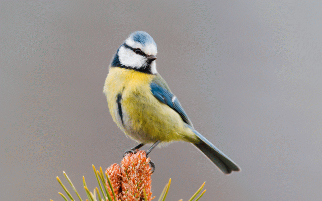 Atelier “Experts” | Reconnaître les oiseaux de notre région