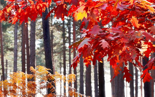 Exposition | Les Couleurs de l’Automne montfortois