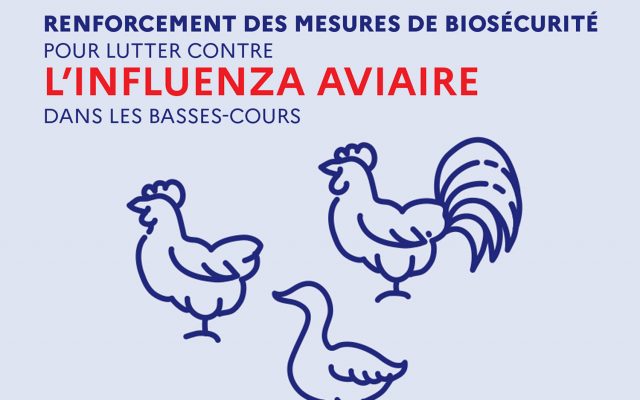 Influenza Aviaire | Renforcement des mesures de biosécurité