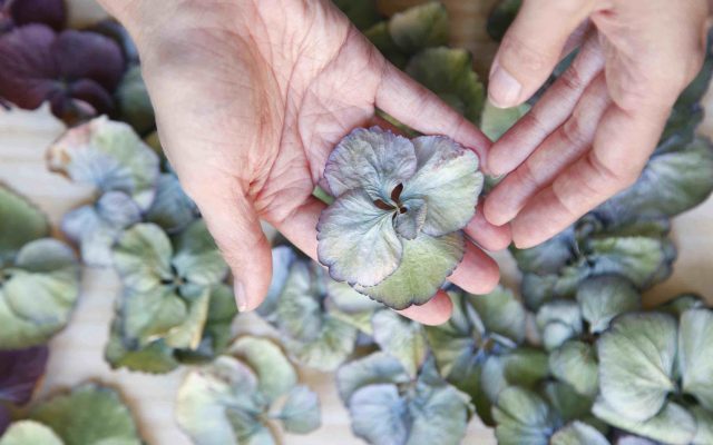 Atelier « Artistes en herbe » | Portrait végétal