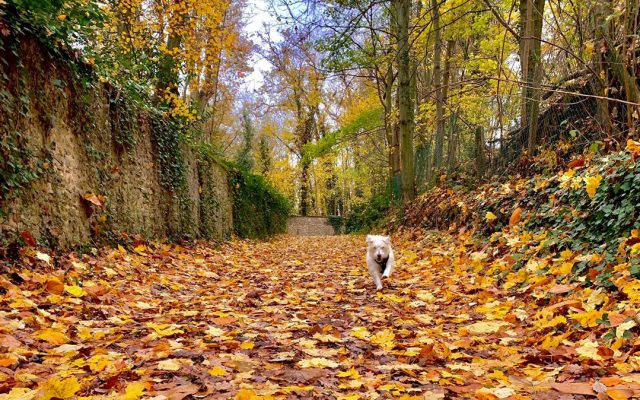 Concours Photo | Thème « Végétal »