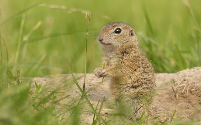 Exposition | Françoise Guillaume