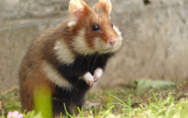 Atelier « Artistes en herbe » | Découvre les mammifères