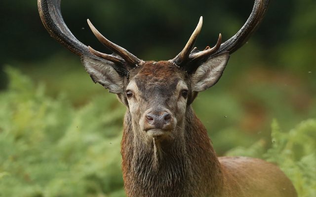 Exposition extérieure | Julien Moret « Sauvage »