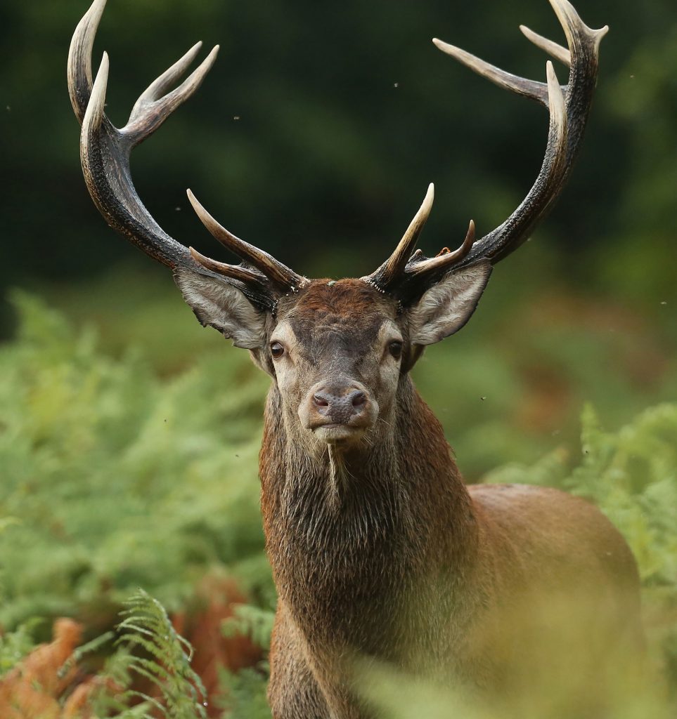 Vignette-expo-Sauvage Vignette-expo-Sauvage