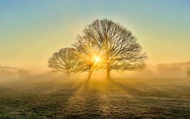 Exposition | Dany Bourcier « Auprès de nos arbres »