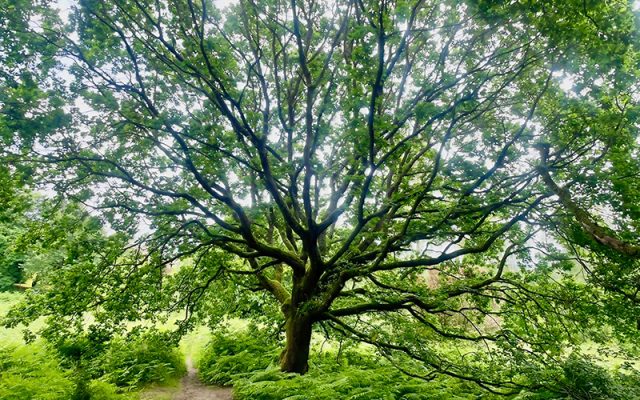 Atelier « Artistes en herbe » | Dessine ton arbre