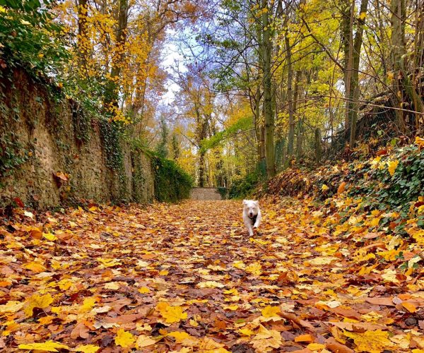 Vignette-concours-photo2026-automne