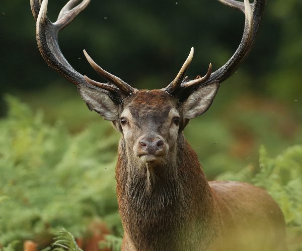 Vignette-expo-Sauvage